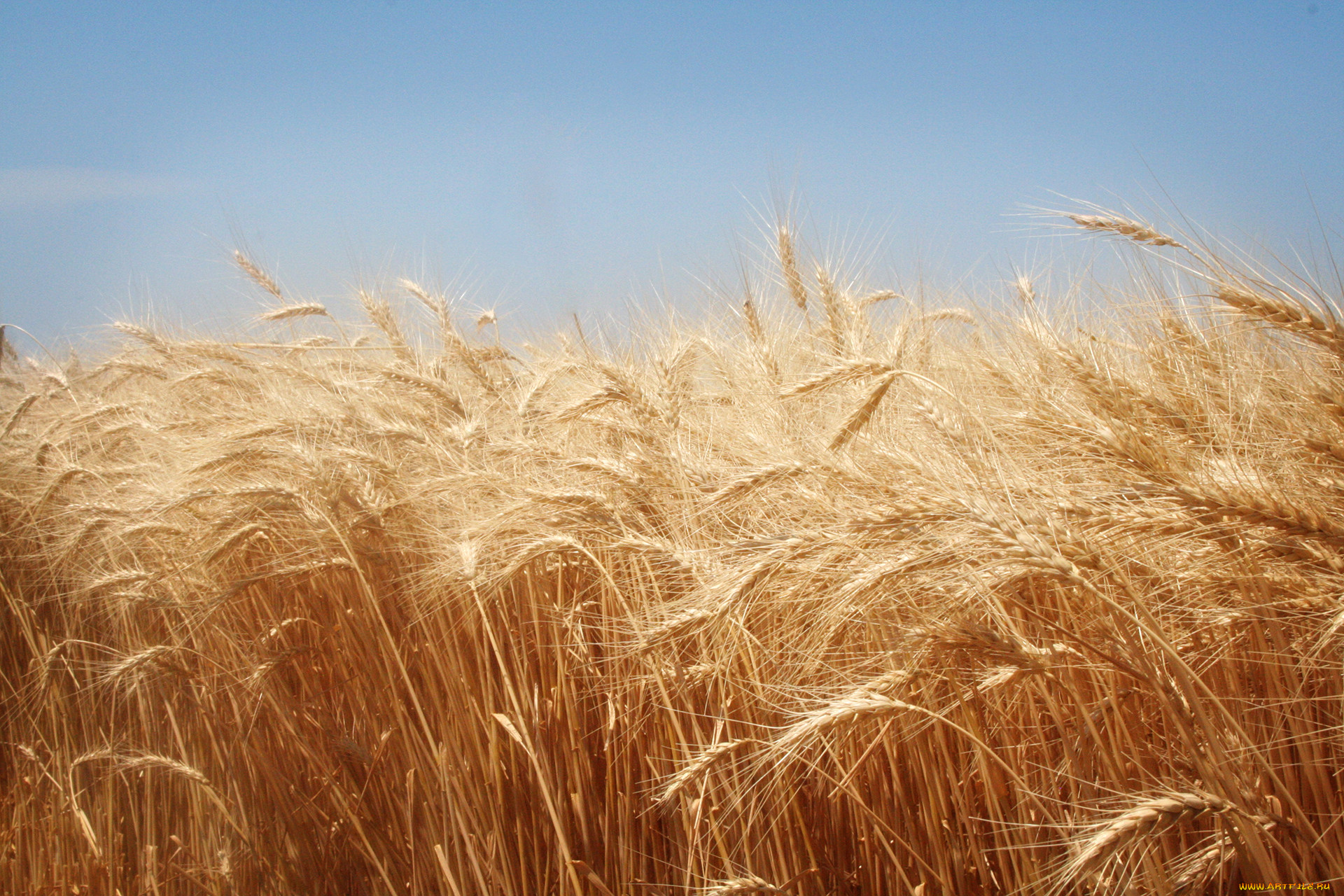 Грекум пшеница